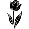 Tulip