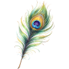 Peacock Feather Illustration Gradient Elegant