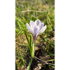 crocus