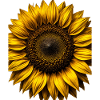 Yellow Sunflowers Flowers Sunflower Graphics