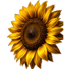 Yellow Sunflowers Flowers Sunflower Graphics