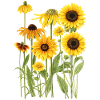 Yellow Sunflowers Flowers Sunflower Graphics