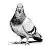 Proud pigeon city bird for pigeon lovers and