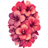 Hibiskus Farbexplosion