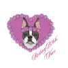 Ruhende B!tch Face Boston Terrier
