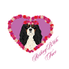 Ruhende B!tch Face Cavalier King