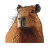 Cuddly Capybara Portrait
