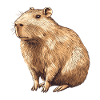 Capybara Portrait in Warm Brown