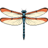 Blue-orange dragon dragonfly