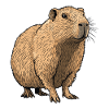 Nature Tones Capybara Illustration
