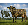 Camo cow in meadow