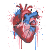 Aquarelle ECG anatomique cardiaque