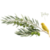 Vogel im Olivenzweig