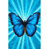 Schmetterling