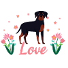 J’adore les rottweilers