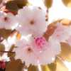 Pink dream.