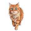 Blue-Eyed Orange Cat