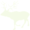 Deer Roe Deer