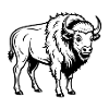 American bison