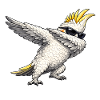 Dabbing Cockatiel