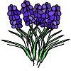 Purple Lavender Bouquet Blossoms