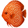 Oranger Diskusfisch-Aquarium Amazonas