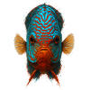 Blue and Orange Discus Fish with Intense Eyes