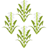 Fleur de naissance de mai, muguet-de-vallée