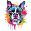 Bunte Boston Terrier Dog Splash Art