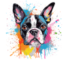 Vivid Splash Boston Terrier-Porträt