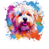 Bunte Hundespritzkunst Bichon Fris