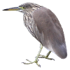 Bacchus Heron