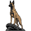 Belgisk schäfermalinois på klippporträtt