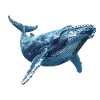 Humpback whale