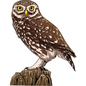 Birdingplaces Little Owl