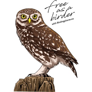 Birdingplaces Little Owl Free like a birder I