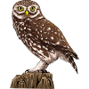 Little Owl