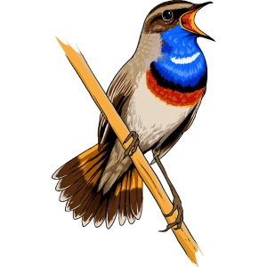 Birdingplaces Bluethroat