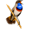 Bluethroat