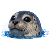 Seal above water