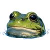 Frog Head Water Shine