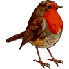 Rotkehlchen Motiv singvogel