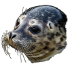 Seal Head