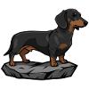 Dachshund Dog on Rock Portrait