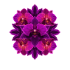 Mandala Orchidée Lumière Pourpre
