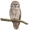 Ural owl on a branch