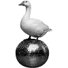 Goose Dancing Queen - weirdpeoplelovethis.