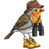 Explorer Robin with Binoculars
