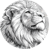 Lion Drawing