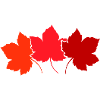 Autumnal Maple Leaves Gradient